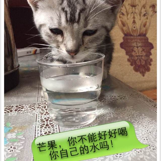 哪里能办波特兰州立大学学位证